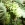 greenandtemple