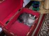 catgirrl's picture