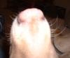 Yellow Dog's picture
